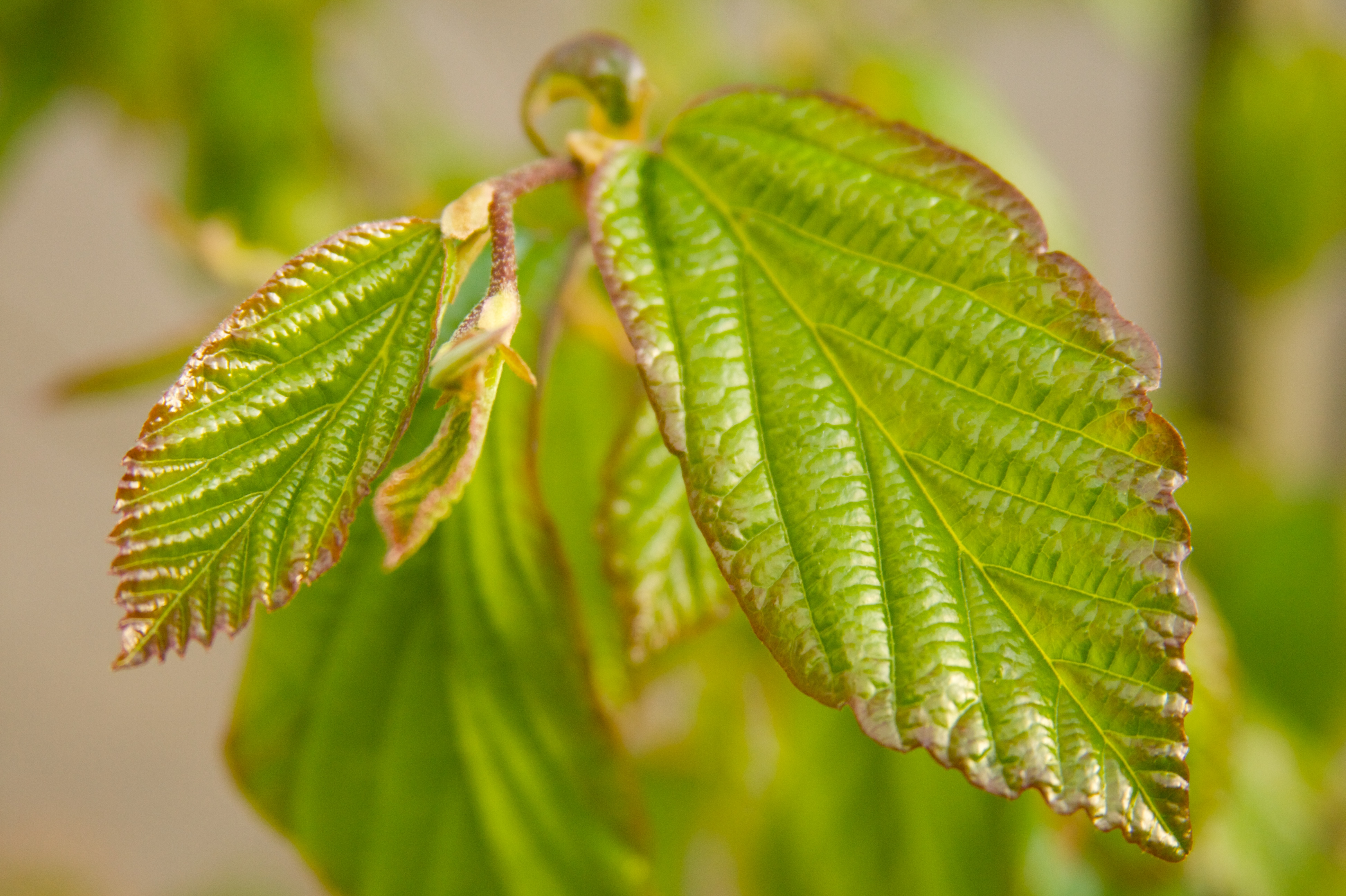 Parrotia persica